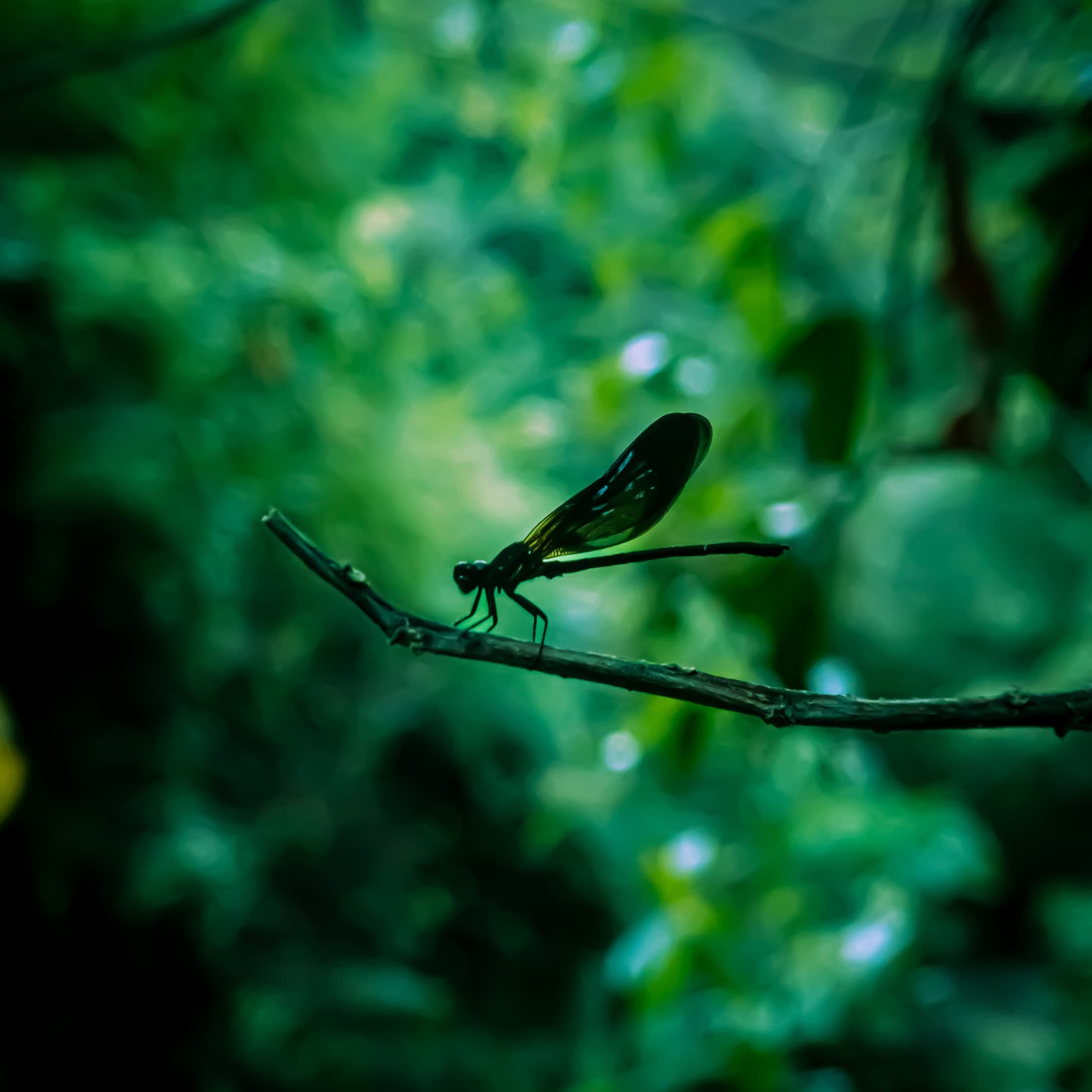 Damselfly perched on a branch